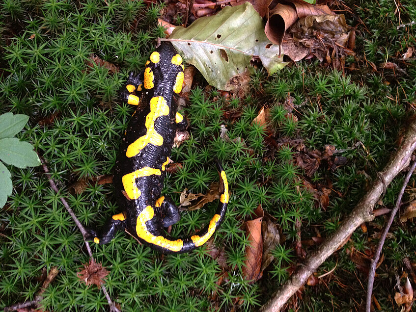 Foto eines Salamanders.